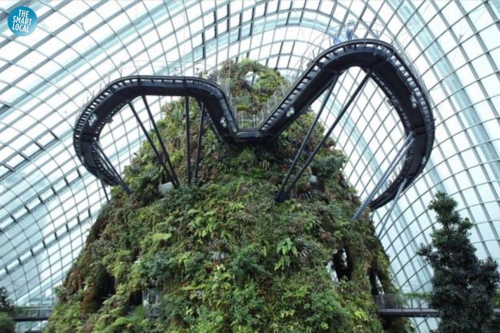 Cloud Forest